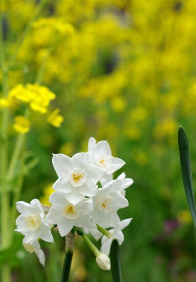 水仙花