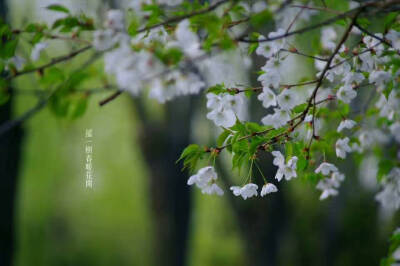 摇一树春暖花开