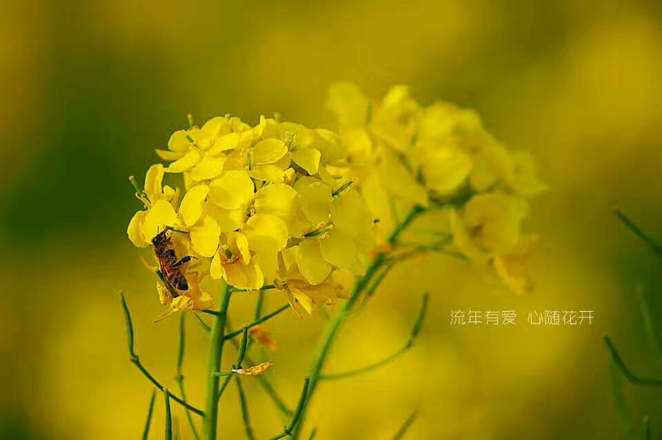 心随花开