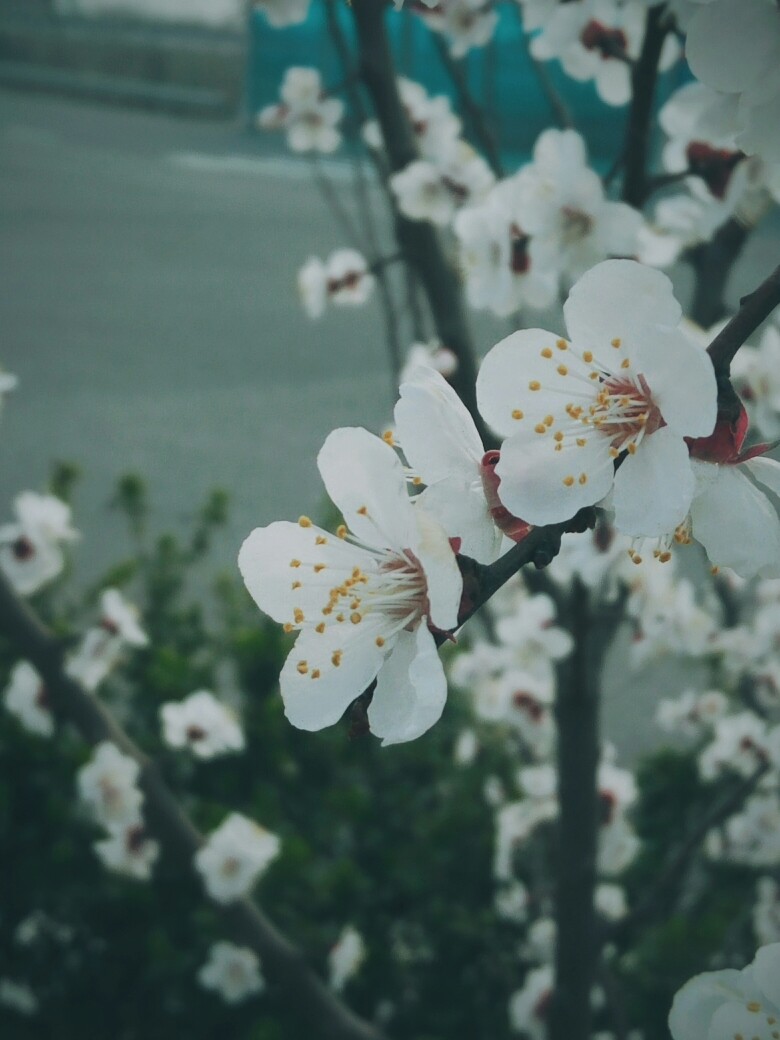 在某服务区发现的貌似是杏花的花儿～