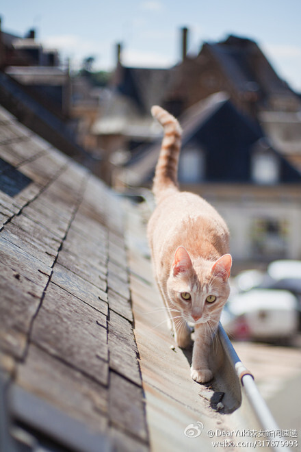 屋顶上的猫