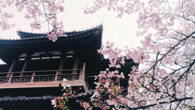 青龙寺 樱花 西安 手机 摄影 