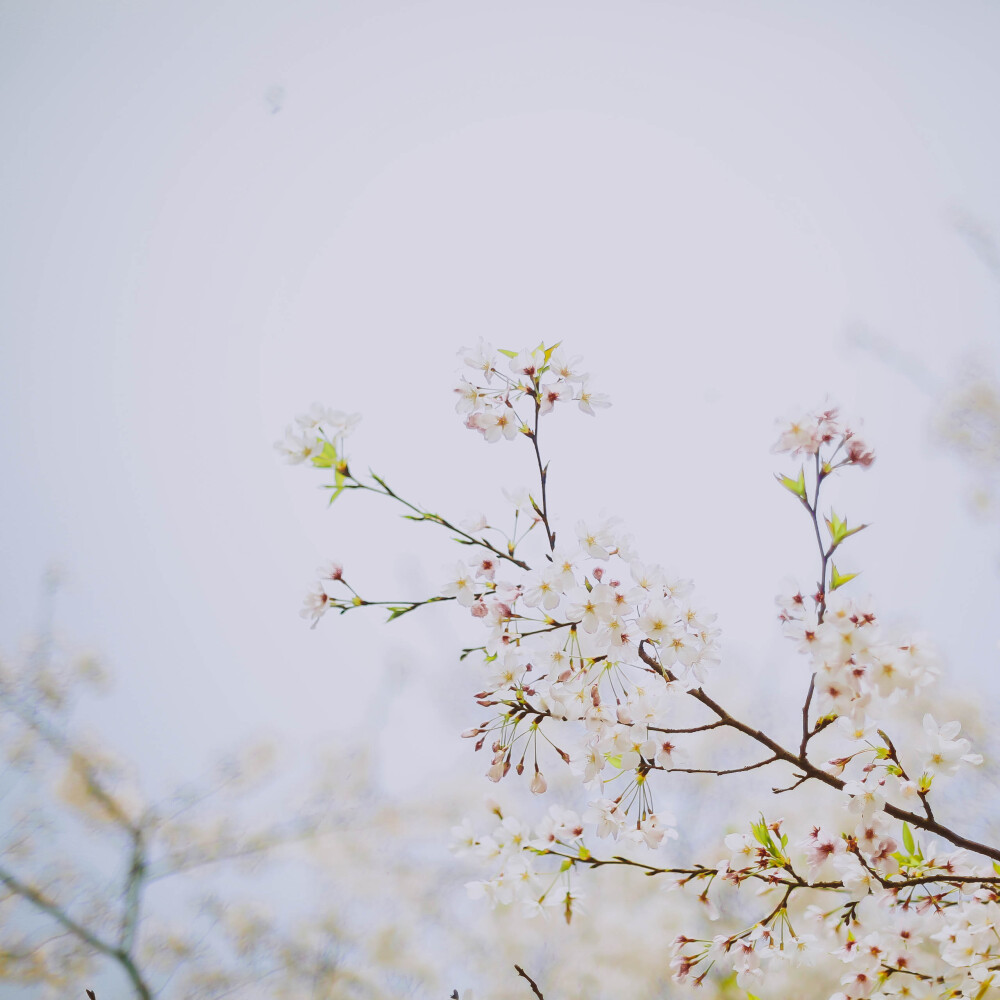 莫负春光莫负花
摄影：洪小漩
场地：太子湾
我只是去太子湾采个访，邂逅满目樱花，并且切身体会了游人如织这个成语。
人好多好多好多好多，朋友说来给我送个午饭，顺便看看我的采访状态。十二点半从市中心出发，到太子湾时都快下午三点了，只能看到我在人群中狼狈采访的模样……
罢了罢了，姑且当自己今年看过樱花了。