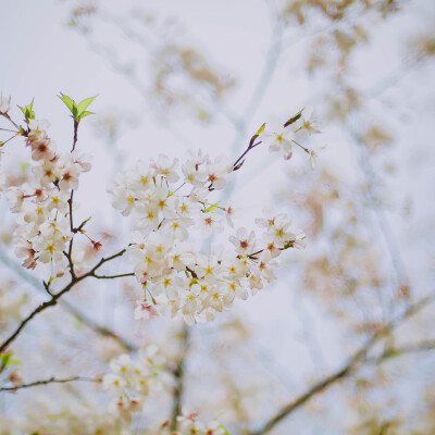 莫负春光莫负花
摄影：洪小漩
场地：太子湾
我只是去太子湾采个访，邂逅满目樱花，并且切身体会了游人如织这个成语。
人好多好多好多好多，朋友说来给我送个午饭，顺便看看我的采访状态。十二点半从市中心出发，到太…