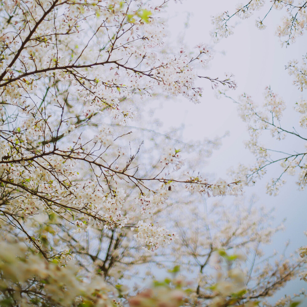 莫负春光莫负花
摄影：洪小漩
场地：太子湾
我只是去太子湾采个访，邂逅满目樱花，并且切身体会了游人如织这个成语。
人好多好多好多好多，朋友说来给我送个午饭，顺便看看我的采访状态。十二点半从市中心出发，到太子湾时都快下午三点了，只能看到我在人群中狼狈采访的模样……
罢了罢了，姑且当自己今年看过樱花了。