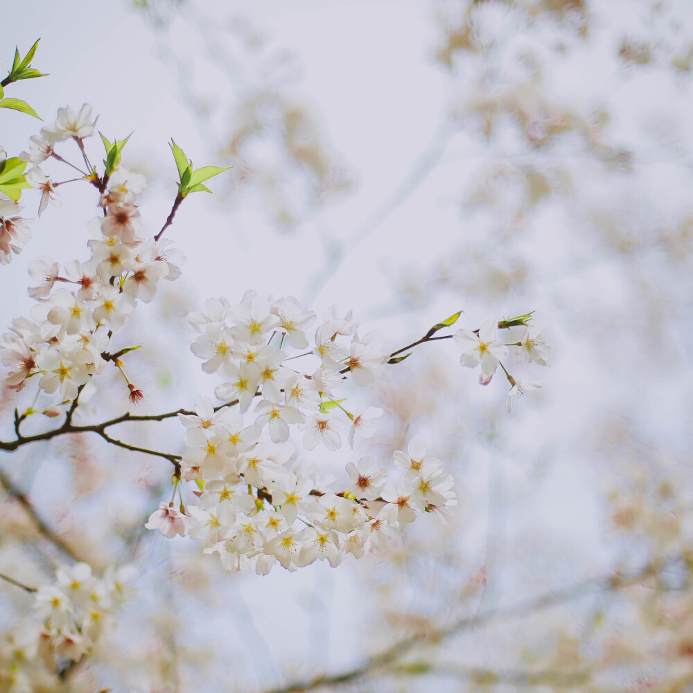 莫负春光莫负花
摄影：洪小漩
场地：太子湾
我只是去太子湾采个访，邂逅满目樱花，并且切身体会了游人如织这个成语。
人好多好多好多好多，朋友说来给我送个午饭，顺便看看我的采访状态。十二点半从市中心出发，到太子湾时都快下午三点了，只能看到我在人群中狼狈采访的模样……
罢了罢了，姑且当自己今年看过樱花了。