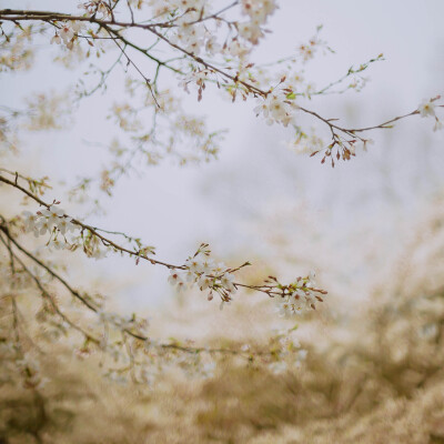 莫负春光莫负花
摄影：洪小漩
场地：太子湾
我只是去太子湾采个访，邂逅满目樱花，并且切身体会了游人如织这个成语。
人好多好多好多好多，朋友说来给我送个午饭，顺便看看我的采访状态。十二点半从市中心出发，到太…