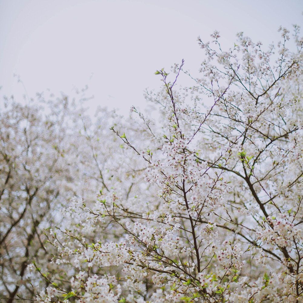 莫负春光莫负花
摄影：洪小漩
场地：太子湾
我只是去太子湾采个访，邂逅满目樱花，并且切身体会了游人如织这个成语。
人好多好多好多好多，朋友说来给我送个午饭，顺便看看我的采访状态。十二点半从市中心出发，到太子湾时都快下午三点了，只能看到我在人群中狼狈采访的模样……
罢了罢了，姑且当自己今年看过樱花了。