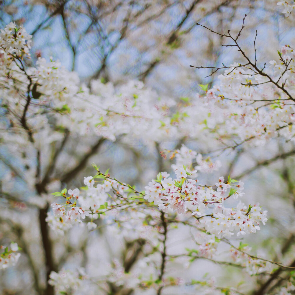 莫负春光莫负花
摄影：洪小漩
场地：太子湾
我只是去太子湾采个访，邂逅满目樱花，并且切身体会了游人如织这个成语。
人好多好多好多好多，朋友说来给我送个午饭，顺便看看我的采访状态。十二点半从市中心出发，到太子湾时都快下午三点了，只能看到我在人群中狼狈采访的模样……
罢了罢了，姑且当自己今年看过樱花了。