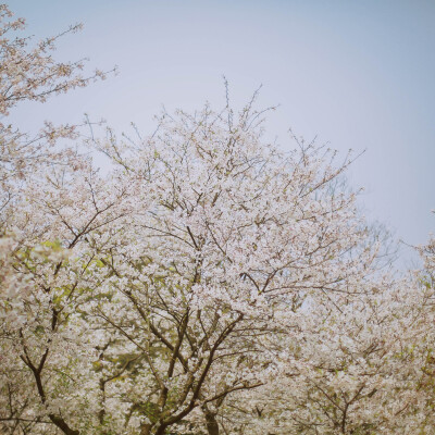 莫负春光莫负花
摄影：洪小漩
场地：太子湾
我只是去太子湾采个访，邂逅满目樱花，并且切身体会了游人如织这个成语。
人好多好多好多好多，朋友说来给我送个午饭，顺便看看我的采访状态。十二点半从市中心出发，到太…