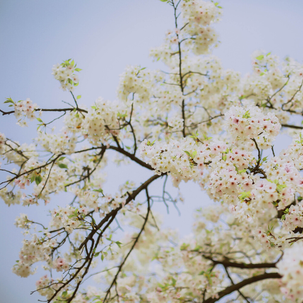 莫负春光莫负花
摄影：洪小漩
场地：太子湾
我只是去太子湾采个访，邂逅满目樱花，并且切身体会了游人如织这个成语。
人好多好多好多好多，朋友说来给我送个午饭，顺便看看我的采访状态。十二点半从市中心出发，到太子湾时都快下午三点了，只能看到我在人群中狼狈采访的模样……
罢了罢了，姑且当自己今年看过樱花了。