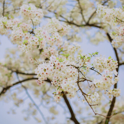 莫负春光莫负花
摄影：洪小漩
场地：太子湾
我只是去太子湾采个访，邂逅满目樱花，并且切身体会了游人如织这个成语。
人好多好多好多好多，朋友说来给我送个午饭，顺便看看我的采访状态。十二点半从市中心出发，到太…