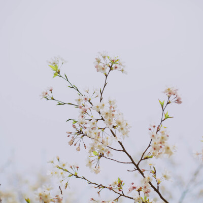 莫负春光莫负花
摄影：洪小漩
场地：太子湾
我只是去太子湾采个访，邂逅满目樱花，并且切身体会了游人如织这个成语。
人好多好多好多好多，朋友说来给我送个午饭，顺便看看我的采访状态。十二点半从市中心出发，到太…