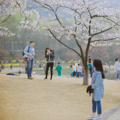 莫负春光莫负花
摄影：洪小漩
场地：太子湾
我只是去太子湾采个访，邂逅满目樱花，并且切身体会了游人如织这个成语。
人好多好多好多好多，朋友说来给我送个午饭，顺便看看我的采访状态。十二点半从市中心出发，到太…