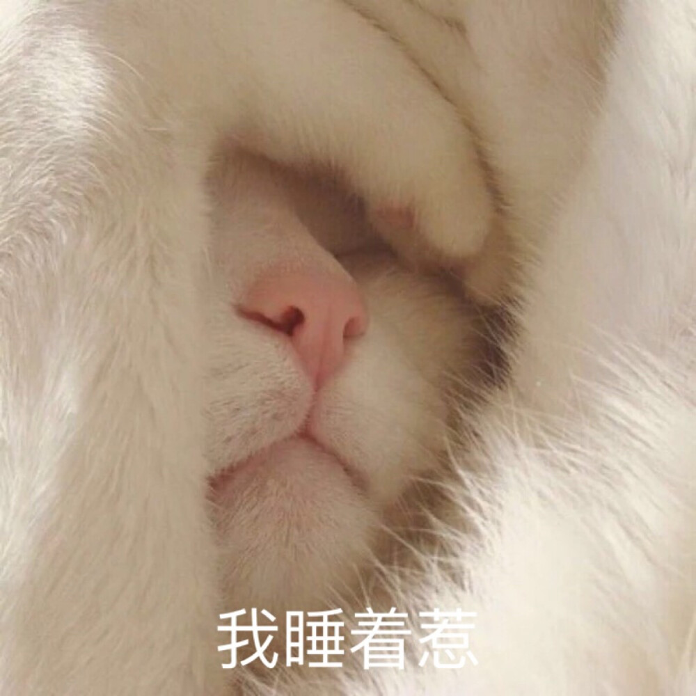 萌宠 (๑• . •๑) 猫 表情包