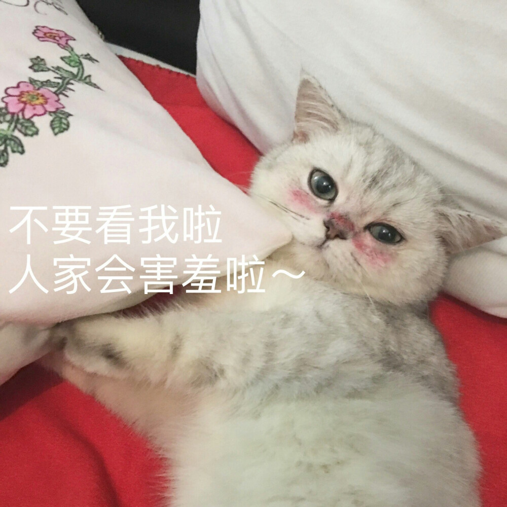 萌宠 (๑• . •๑) 表情包 猫