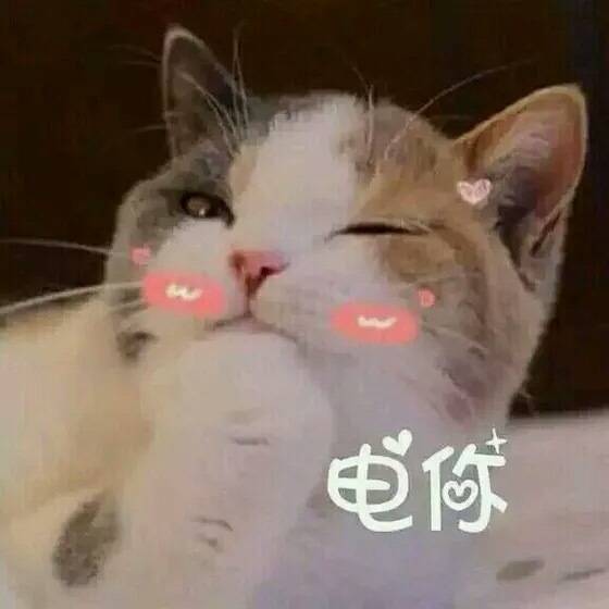 萌宠 (๑• . •๑) 表情包 猫