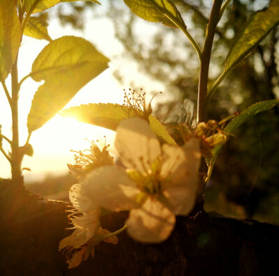 手机随手拍，夕阳。花