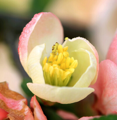 苹果花