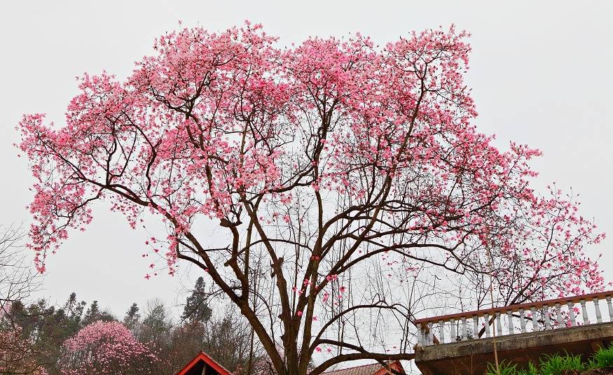 芙蓉花