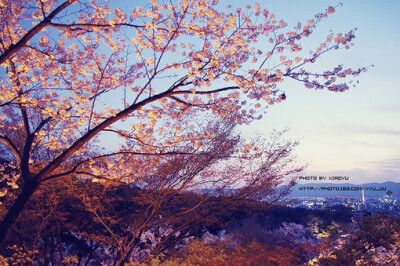 夜樱 如有一天我终将离去 留给你的 一定是我美丽的背影