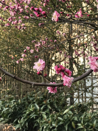 花花世界，一花一世界。