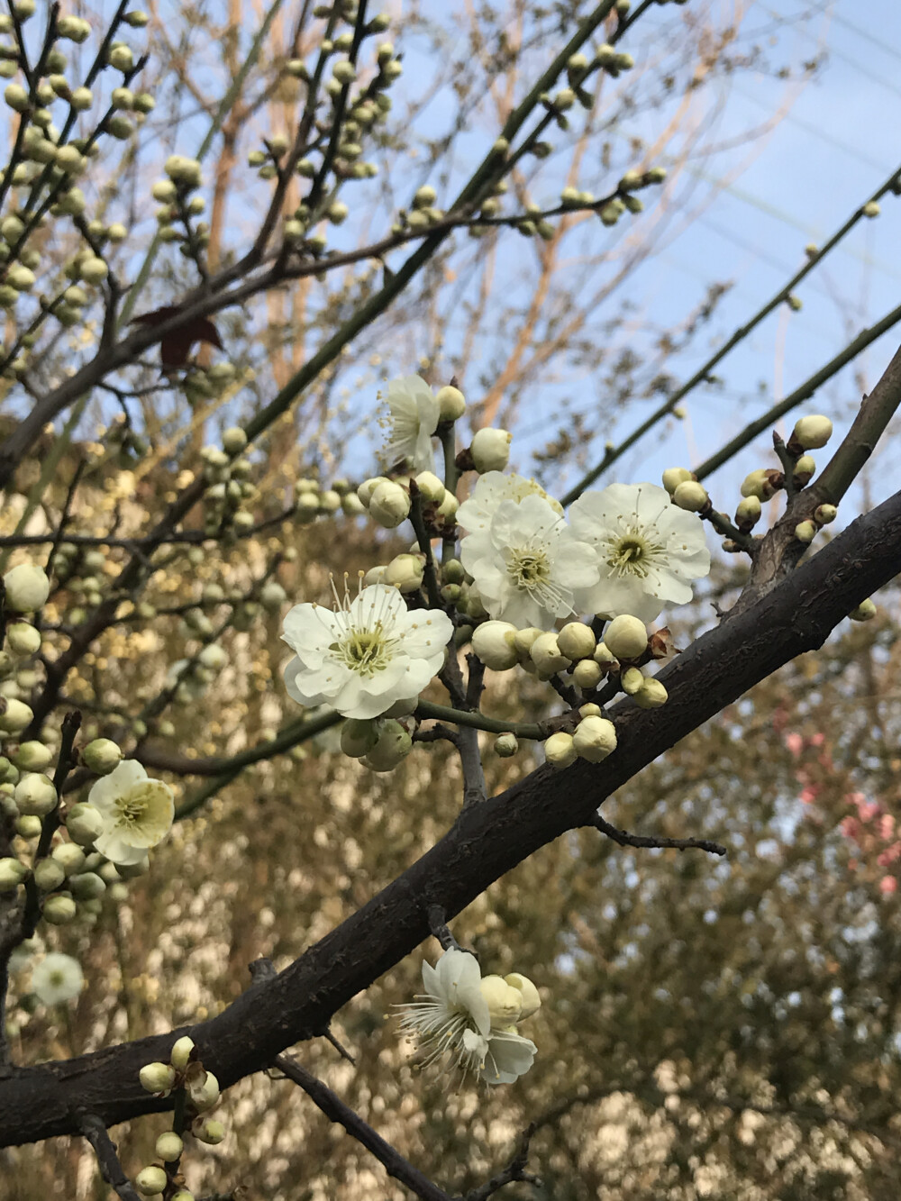 花花世界，一花一世界。