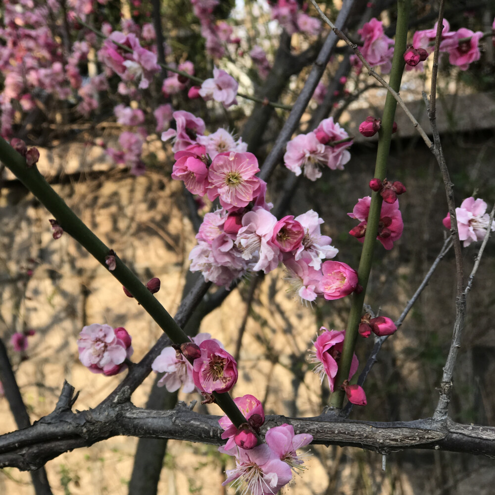 花花世界，一花一世界。