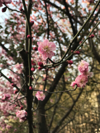 花花世界，一花一世界。