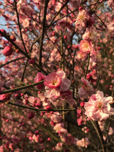 花花世界，一花一世界。