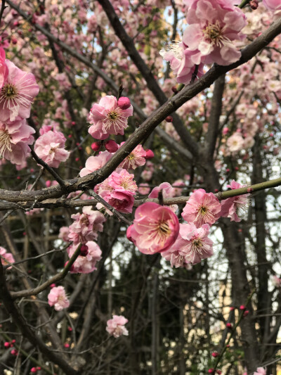 花花世界，一花一世界。