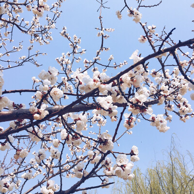 阳春三月，桃花怒放