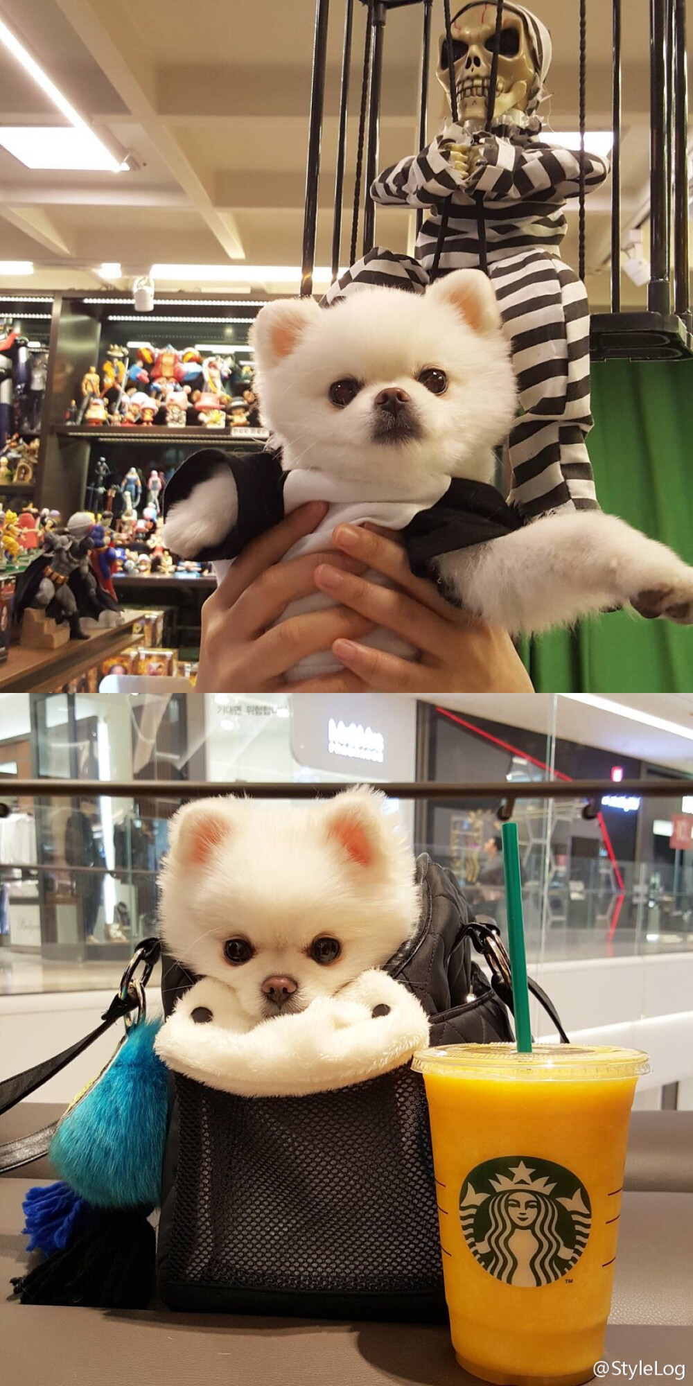 小博美mango676767