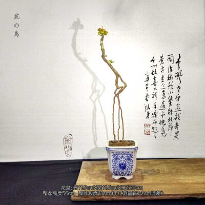 文人雅玩 古玩收藏【小品提根紫薇造型盆景】小中精盆栽