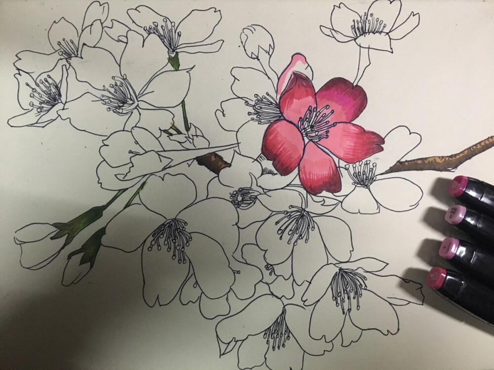 桃花 粉 画