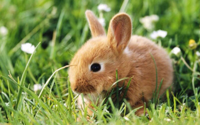 棕色兔兔