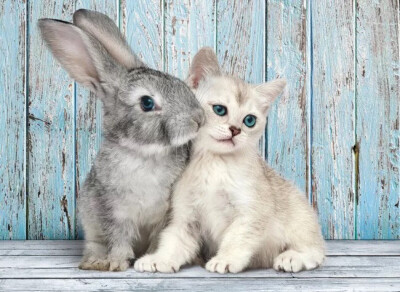 兔子&猫