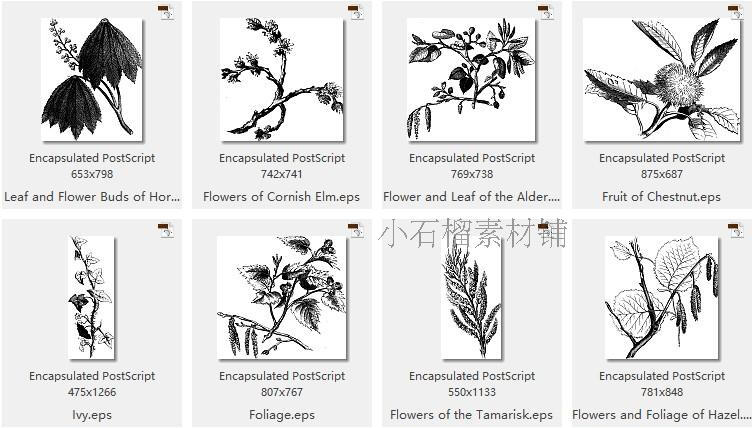 黑白手绘线稿图复古植物树叶种子包装印刷AI矢量设计素材ai194