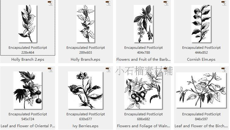 黑白手绘线稿图复古植物树叶种子包装印刷AI矢量设计素材ai194