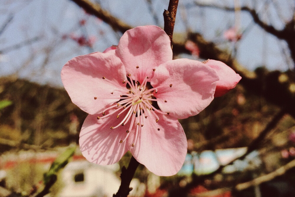 夭夭桃花凉