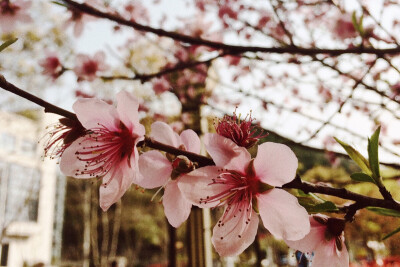 十里桃花