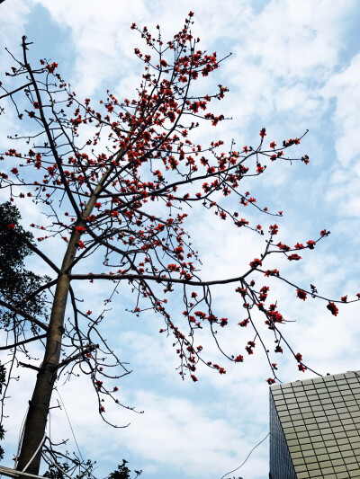 木棉花