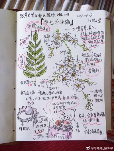 跟着史军老师认植物，No.008 华北珍珠梅