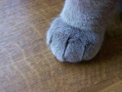 给你看看我滴爪子