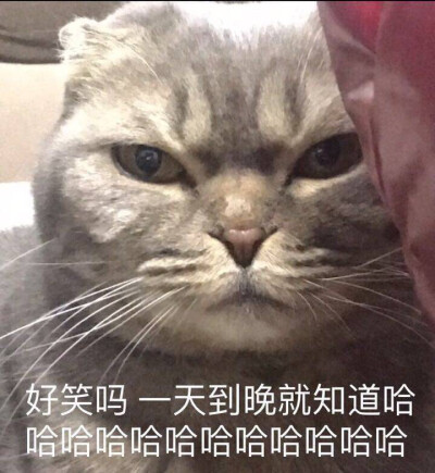 贱表情,