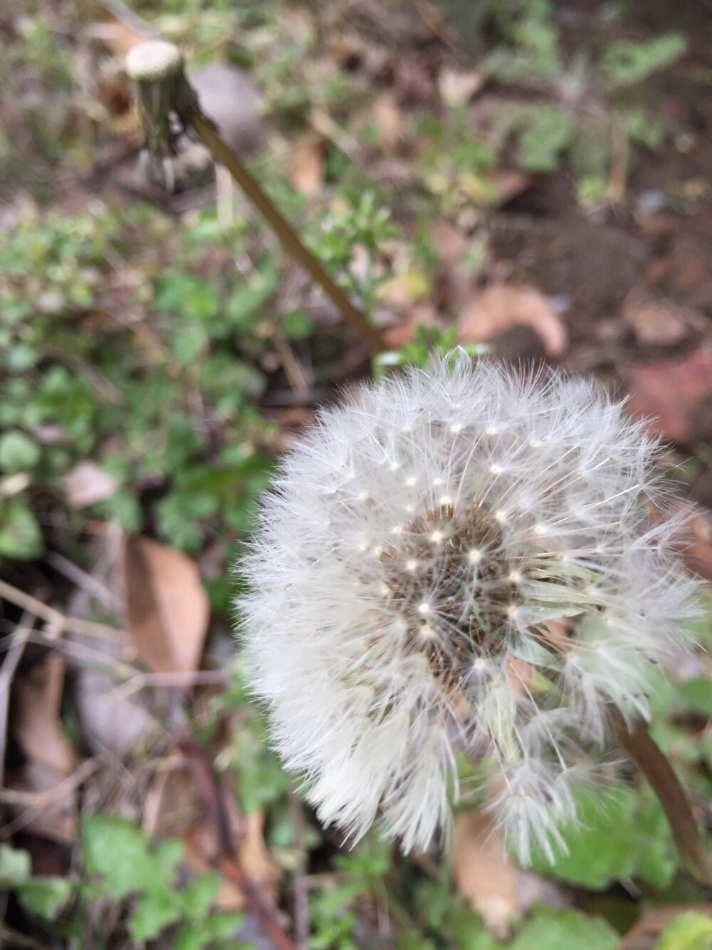 楼下的蒲公英很漂亮，可惜手机没拍出细节……