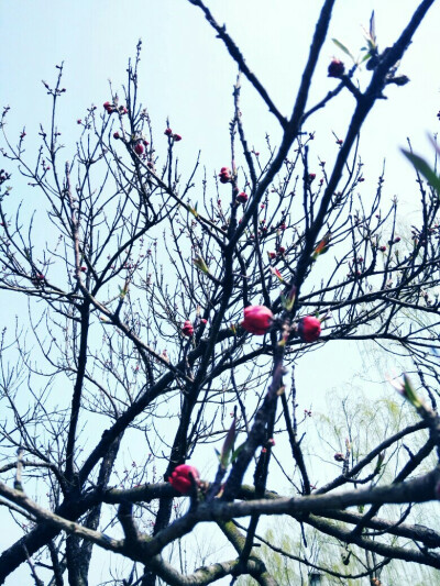 天空，花骨朵，树，景区