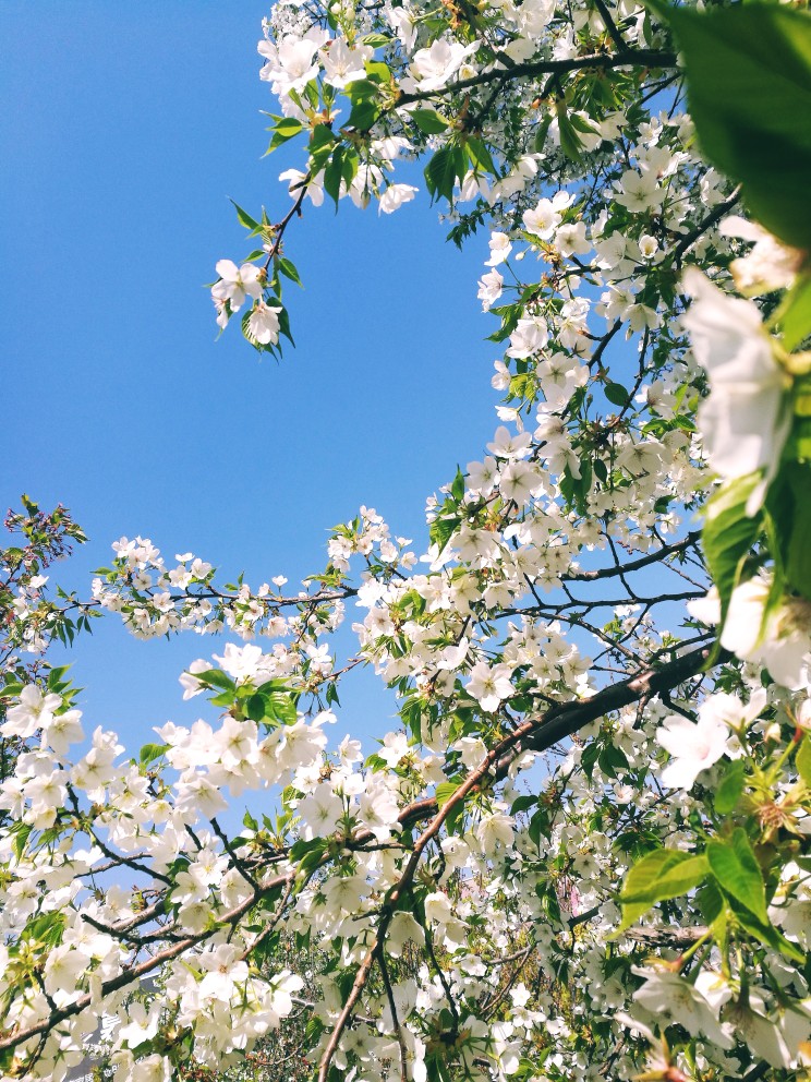 壁纸樱花啊