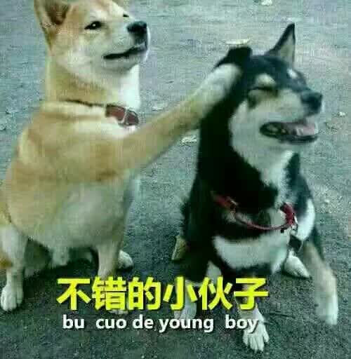 柴犬