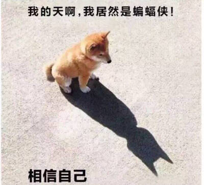 柴犬